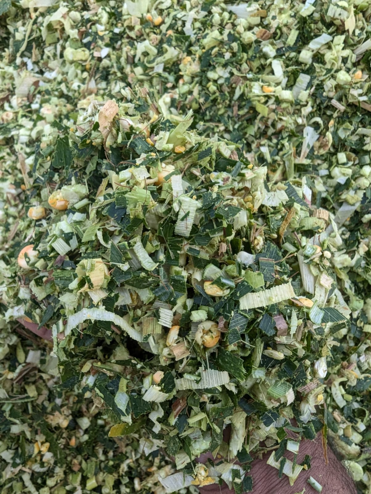 Bhulleh Shah Silage Farm in Kasur