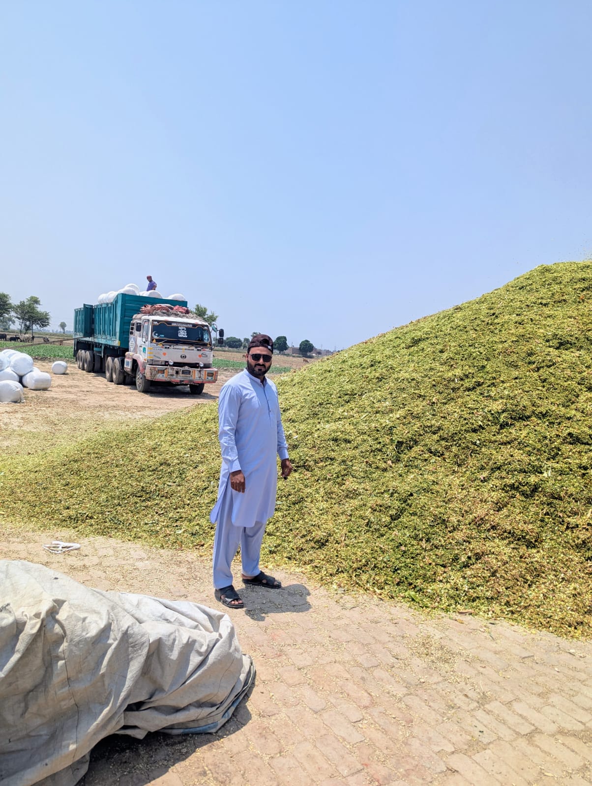 Maize Silage